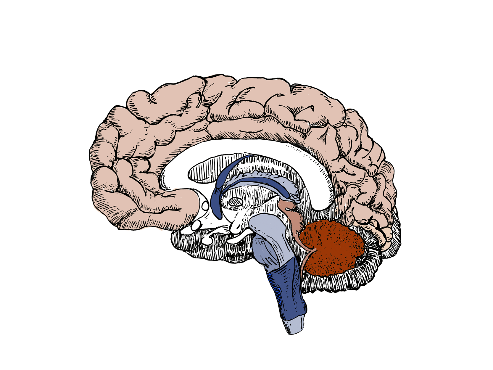 Brain_Color_Orange_Dark(1666x1250)