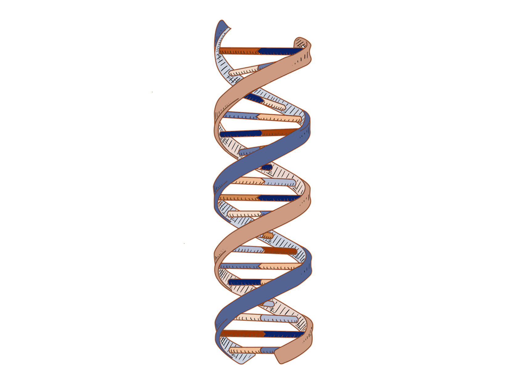 DNA_Color_Orange_Dark(1666X1250)