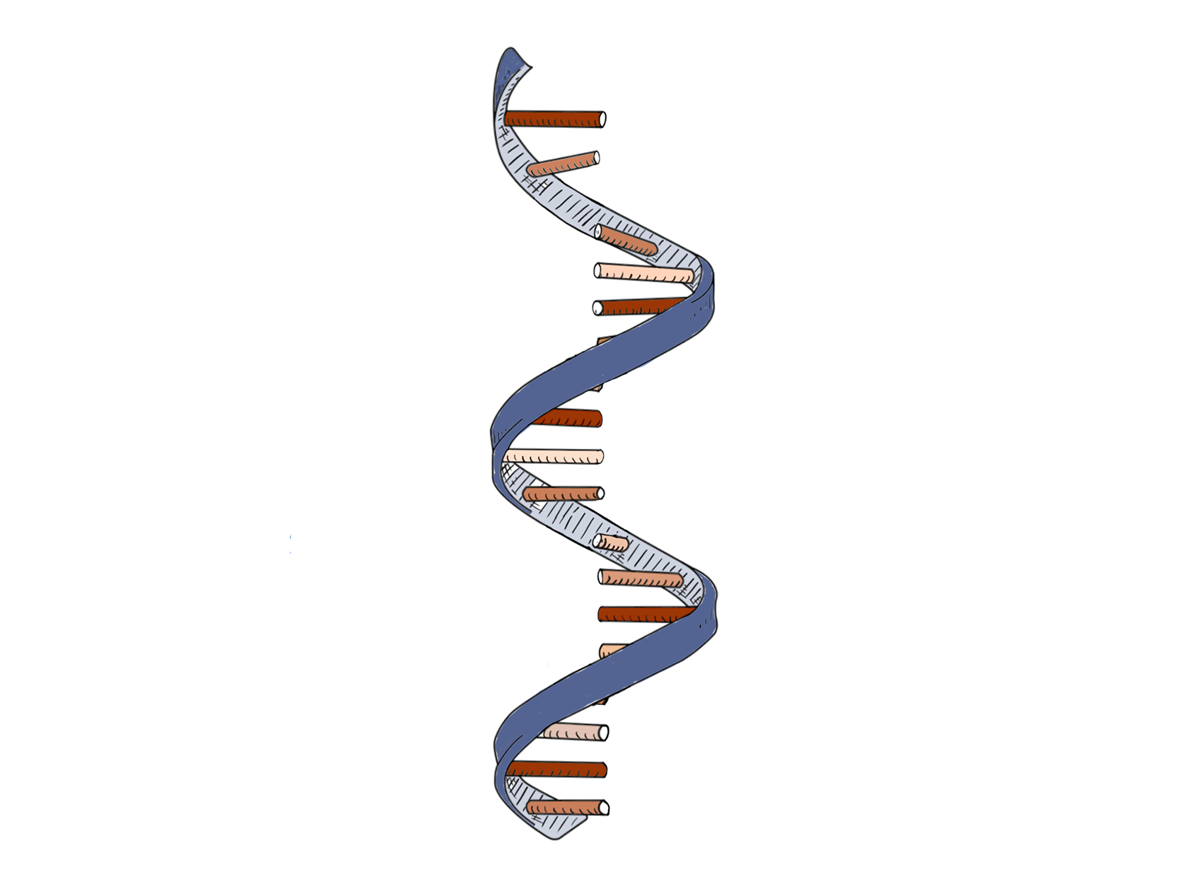 RNA_Color_Orange_Dark(1666x1250)